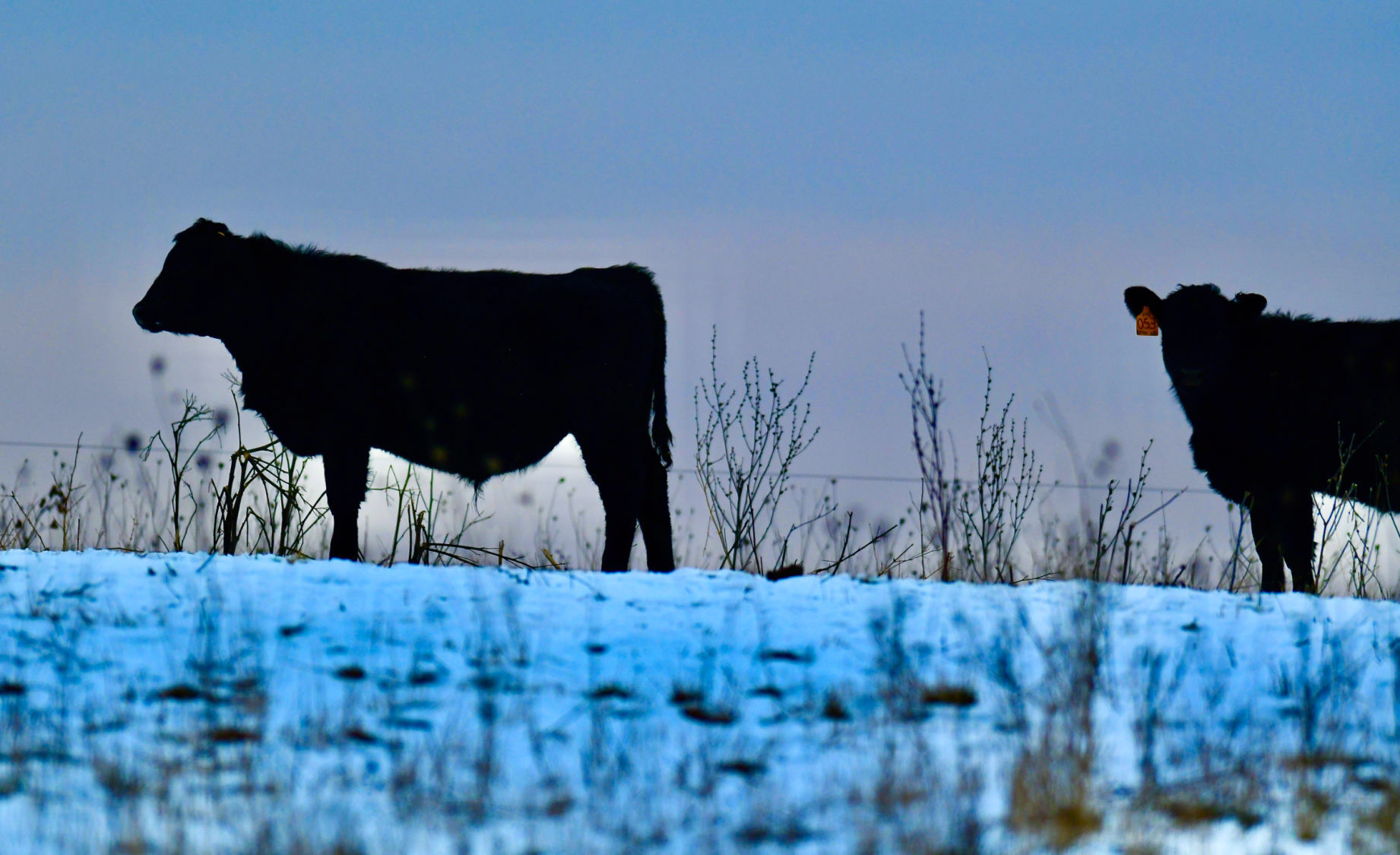 Benson Cattle